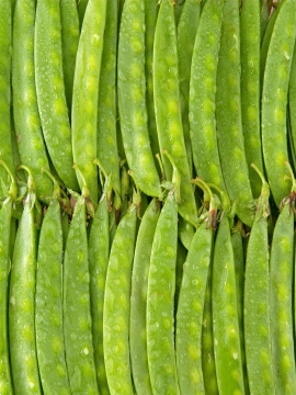 荷兰豆